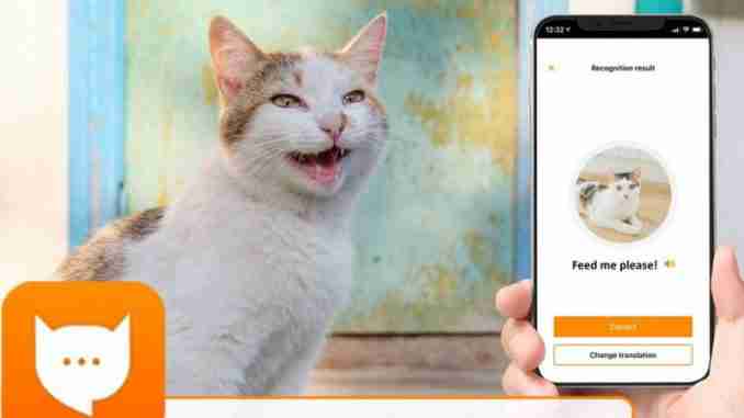 ​รีวิวแอพพลิเคชัน “MeowTalk” ตัวช่วยในการเดาอารมณ์ของเจ้าแมวเหมียว